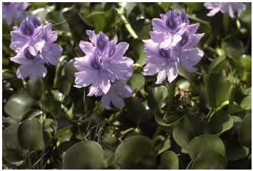 [Water+Hyacinth.jpg]