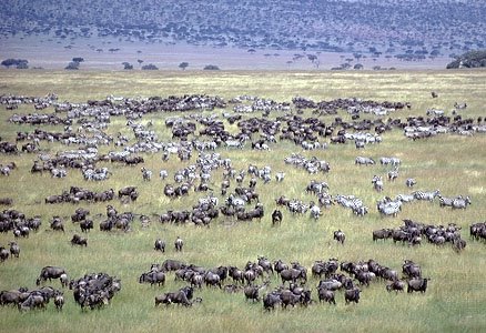 [Serengeti_Migration6.jpg]