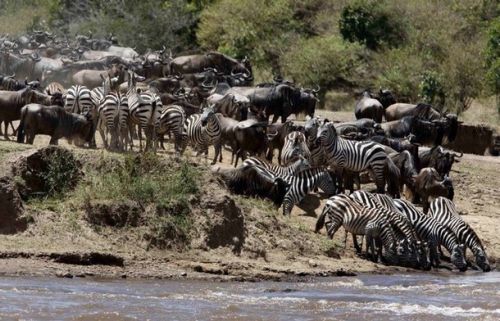 [Serengeti_Migration5.jpg]