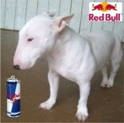 Red Bull Terrier