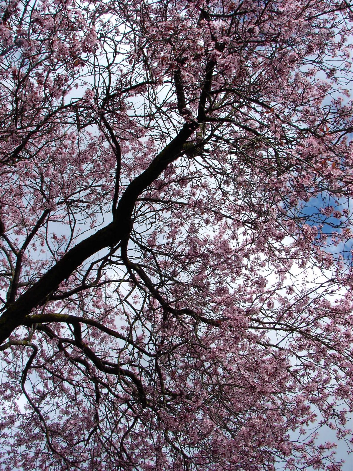 [cherry+blossoms,+Maya,+Sasquatch+031.jpg]