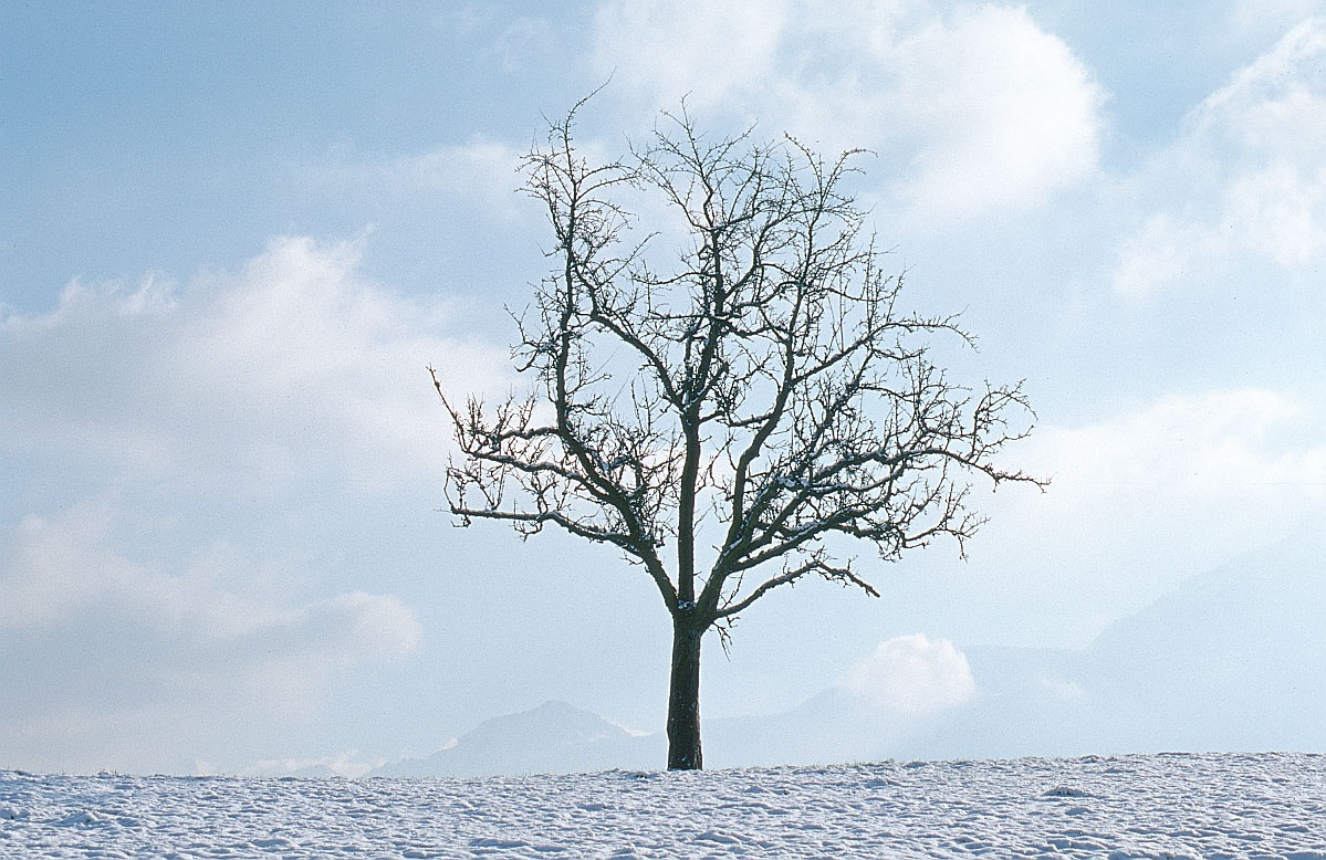 [tree-winter.JPG]