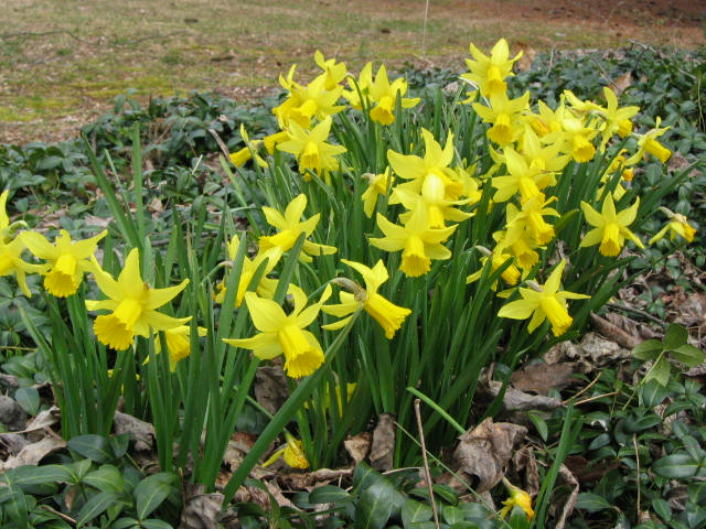 [daffodils+004.jpg]