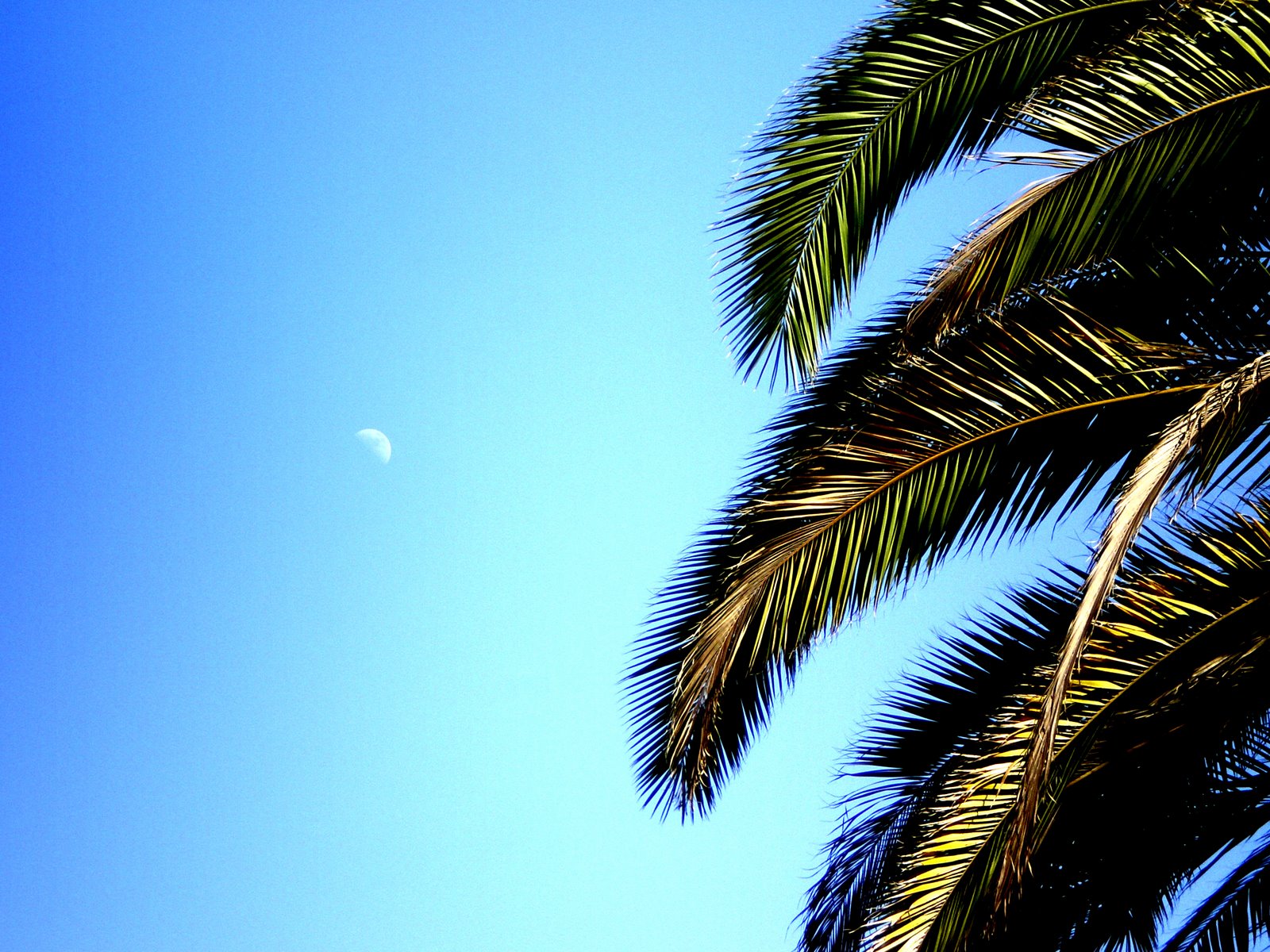 [moon+and+palm]