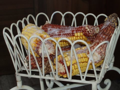 [corn+cobs.jpg]