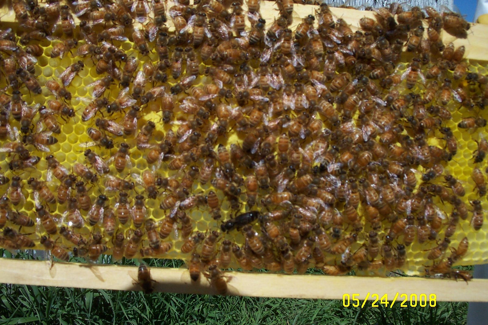 [bees+5-24-08+003.jpg]