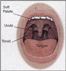 Tonsil location