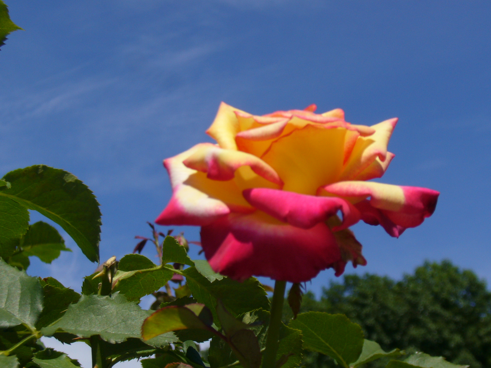[Multi-colored+rose.JPG]