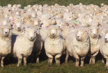 [herd-of-sheep.jpg]