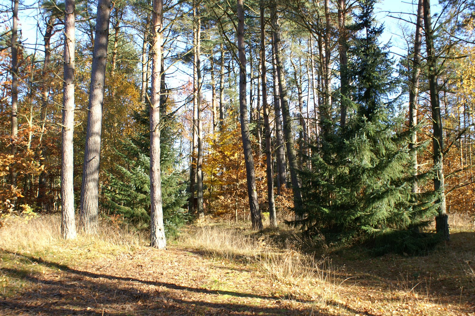 [skoven+i+efteråret+2007.jpg]