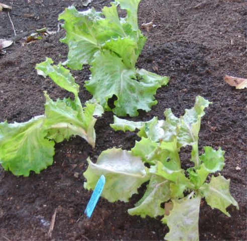 [sm_first_lettuce_plants.jpg]