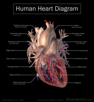 [300px-3DScience_Human_Heart.jpg]