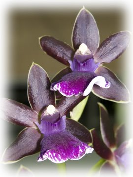 [Orchid-dark+purple5.jpg]
