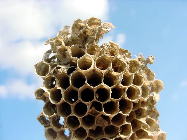 [wasp+nest.jpg]