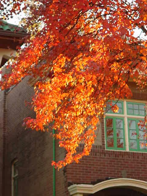[fall+tree+1.jpg]