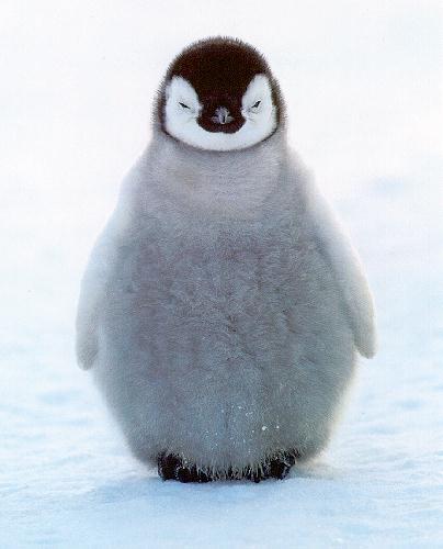 [penguin-chick.jpg]