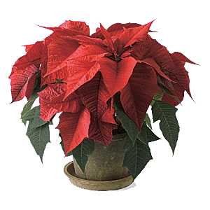 [1_Poinsettia_Early_Dark_Red_Bracts+freedom.gif]