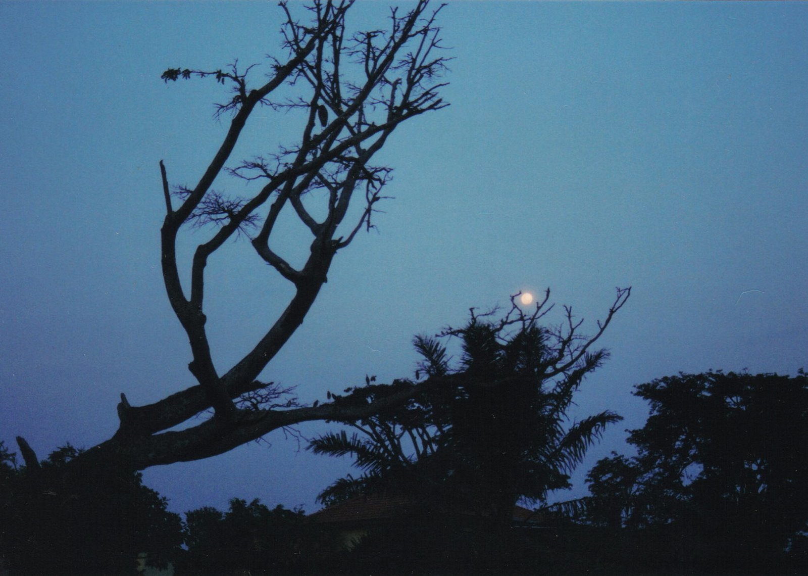 [Night+Gately+tree+view.jpg]
