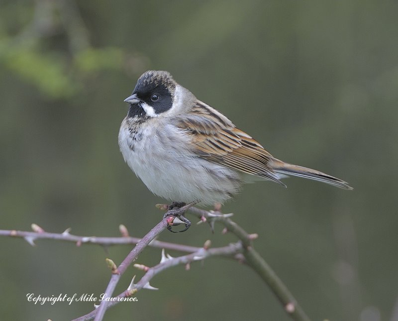 [Reed+bunting-March08+copy.jpg]