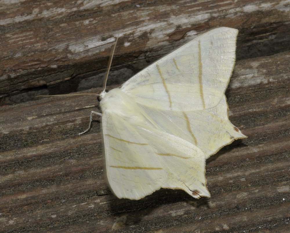 [_DSC7488Swallowtail+moth.jpg]