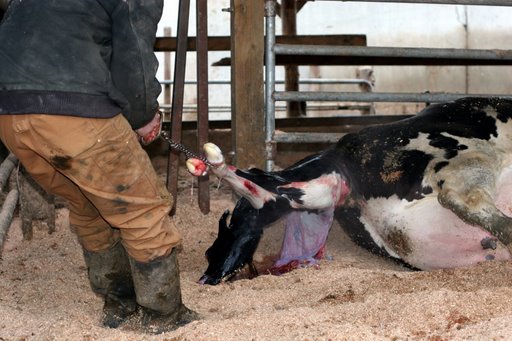 [sequim_dairy_farm_cow_calving_marunde.jpg]