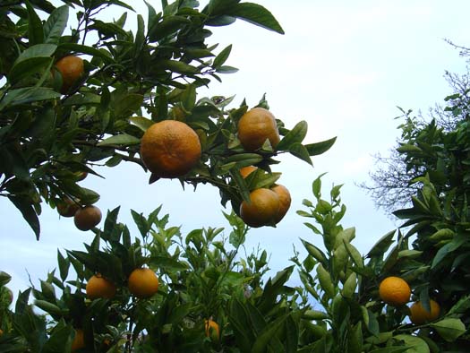 [Oranges.jpg]