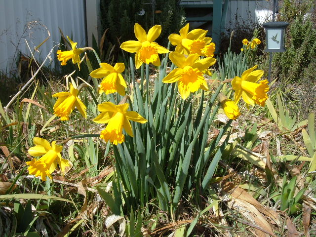 [Daffodils+Think+Spring.JPG]