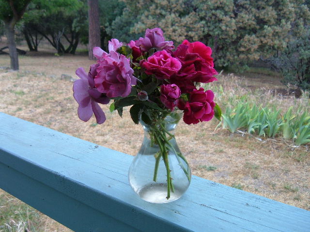 [Garden+Roses+from+Bob.JPG]