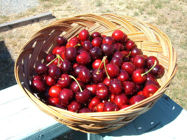 [Bing+Cherries.JPG]