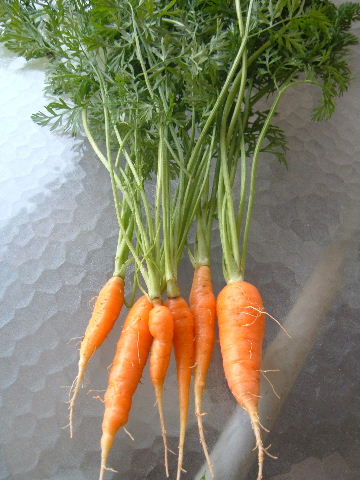 [Carrots+7.08.JPG]