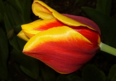 [tulipan-maj062.jpg]