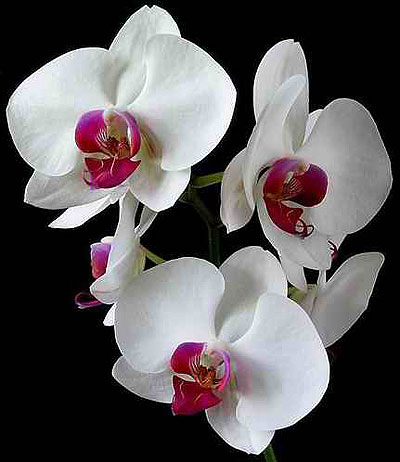 [summertime-orchids.jpg]