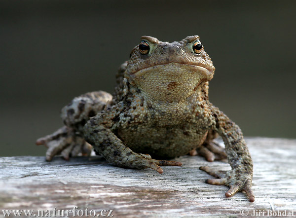 [common-toad-22611.jpg]
