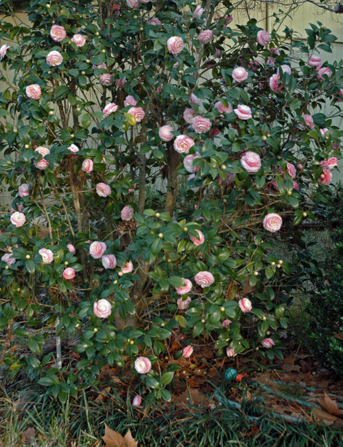 [camellia-2.jpg]