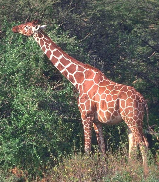 [Girafa.jpg]