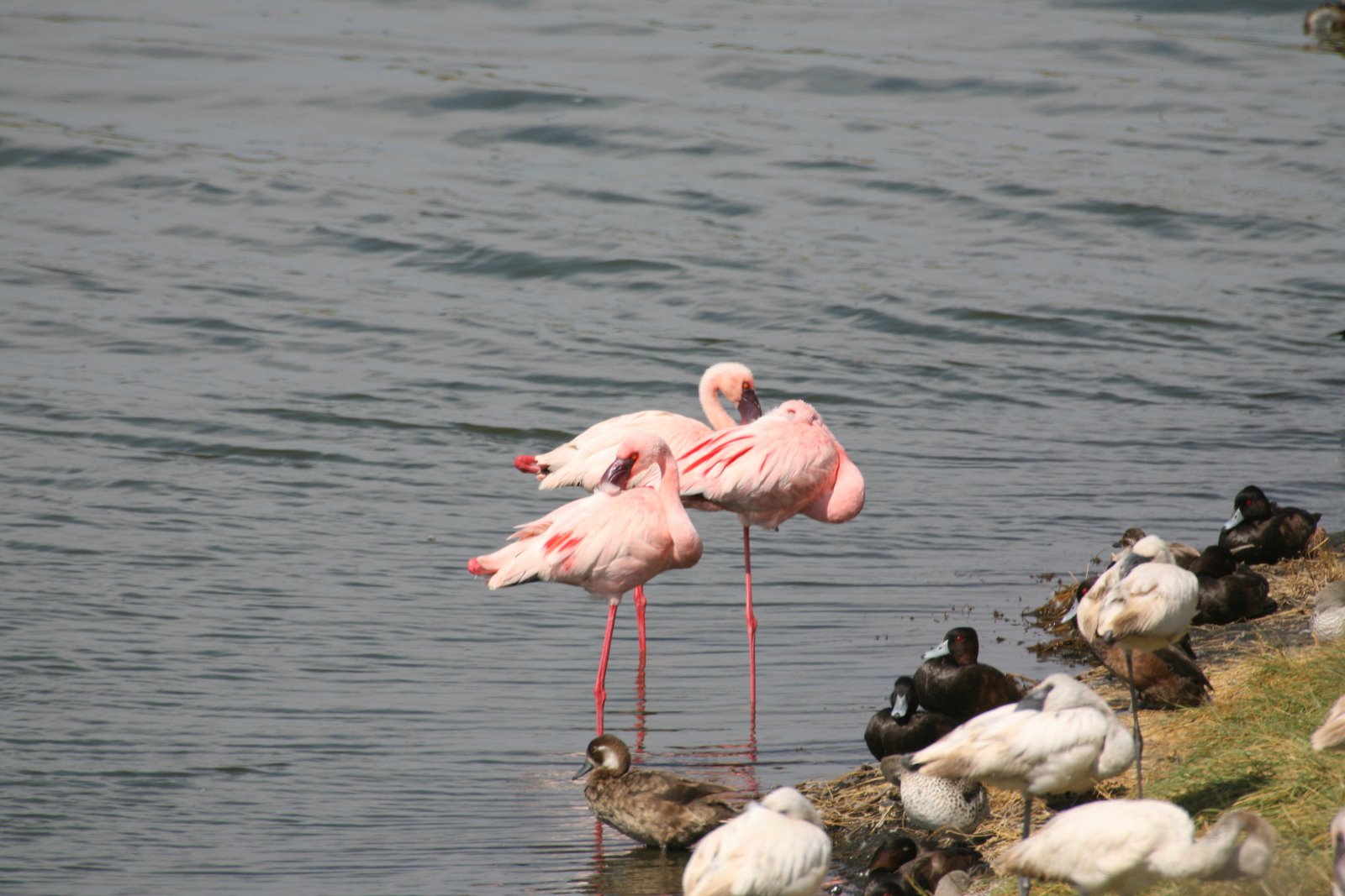 [flamingos.JPG]