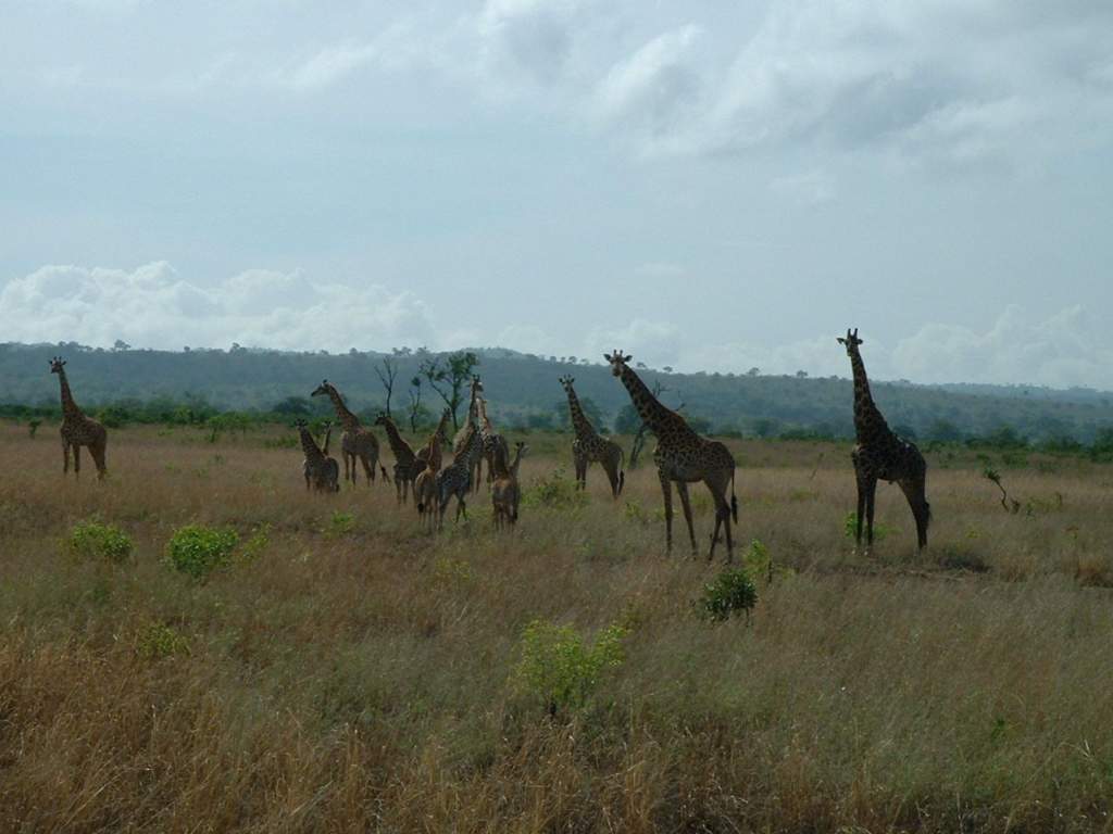 [girafas.jpg]