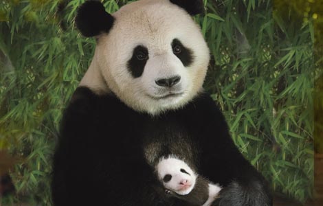 [panda-mom-cub-lg.jpg]