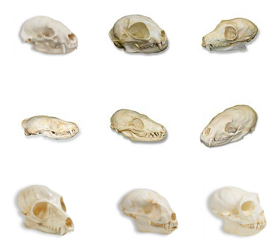 [skulls1.jpg]