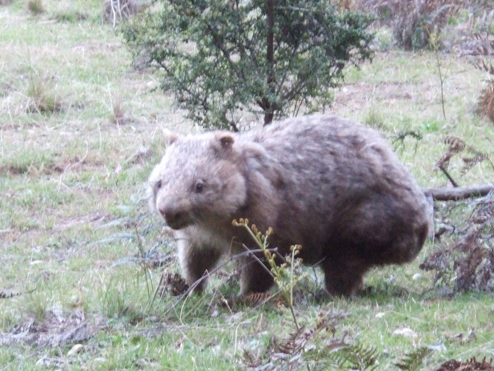 [wombat.JPG]
