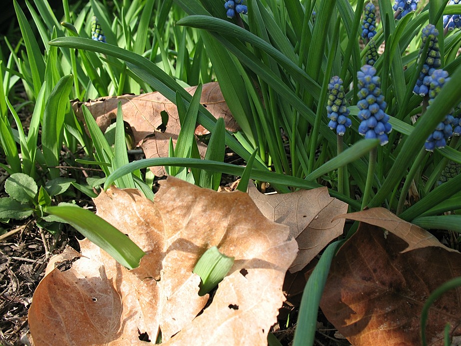 [3-25-07+WGO+spring+will+burst+through+anything+grap+hyacinths+leaves+growing+through+dead+leaf.JPG]