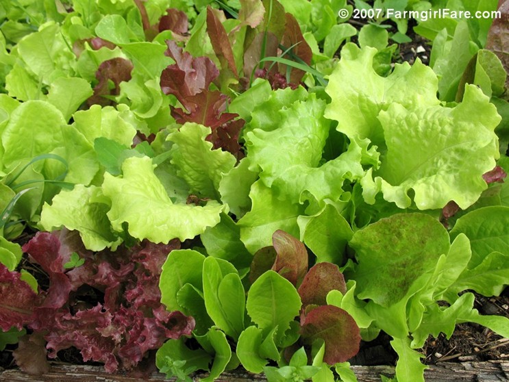 [Copy+of+larger+lettuce+in+thinned+area.JPG]