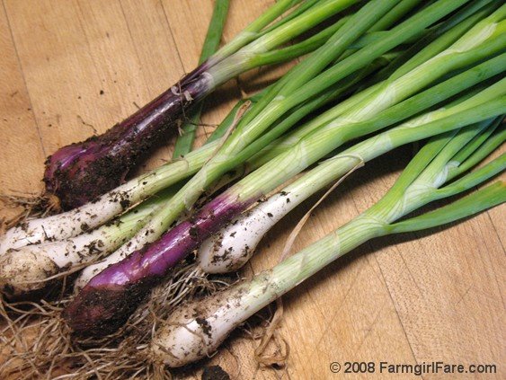 [Copy+of+scallions+from+the+garden.JPG]