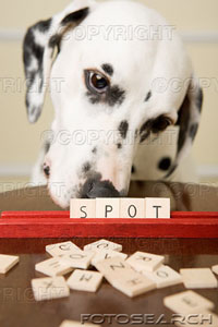 [dalmation-and-word-game-~-IS778-018.jpg]