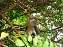 Monkey in Ghana '06