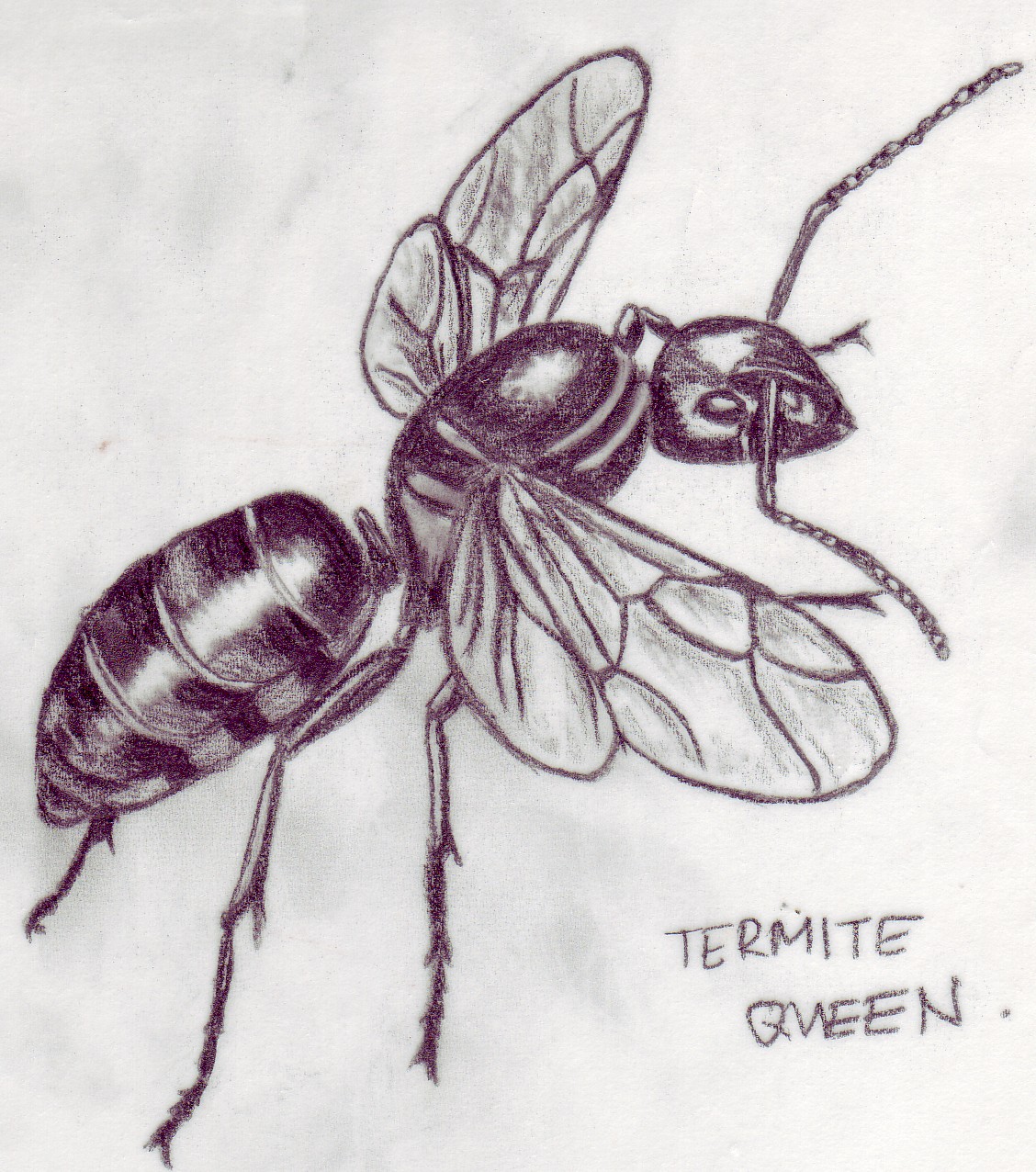 [Termite+Queen+Drawing.jpg]
