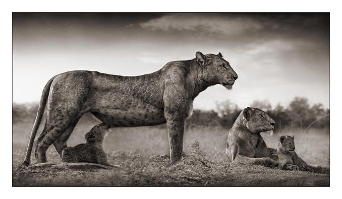 [10_Lioness-with-Cub-Feeding.jpg]