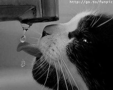 [gato+agua.bmp]