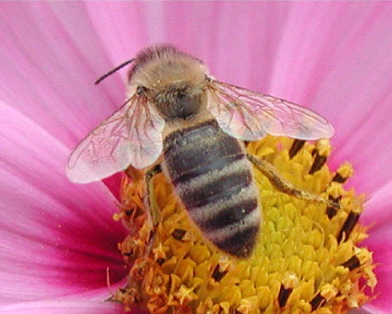 [abeille_1280.jpg]