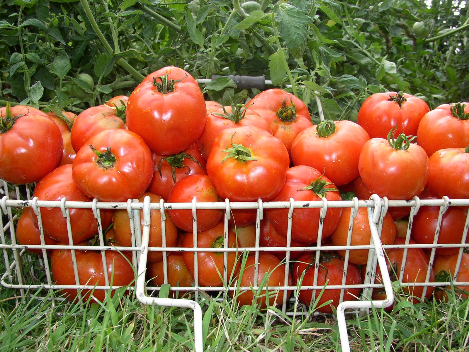 [Tomatoes08+003.jpg]